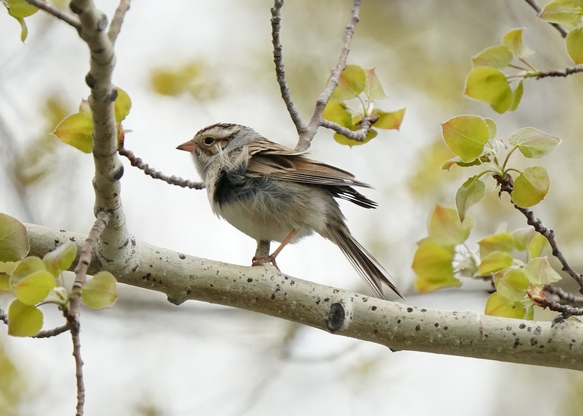 Clay-colored Sparrow - ML619655697