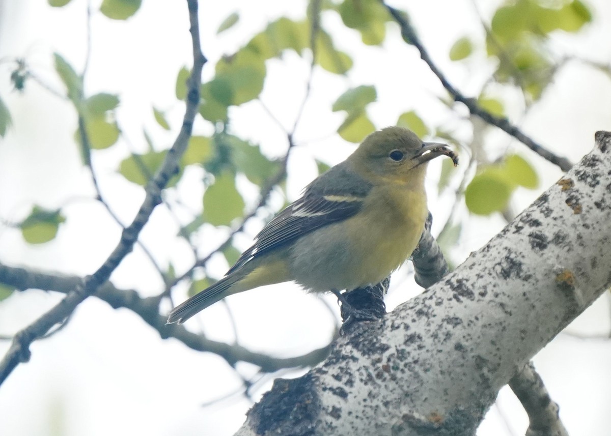 Western Tanager - ML619655711