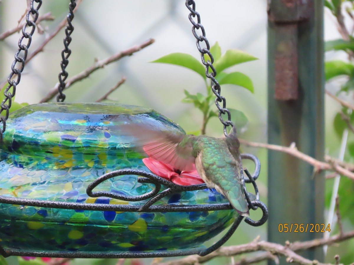Ruby-throated Hummingbird - ML619655732