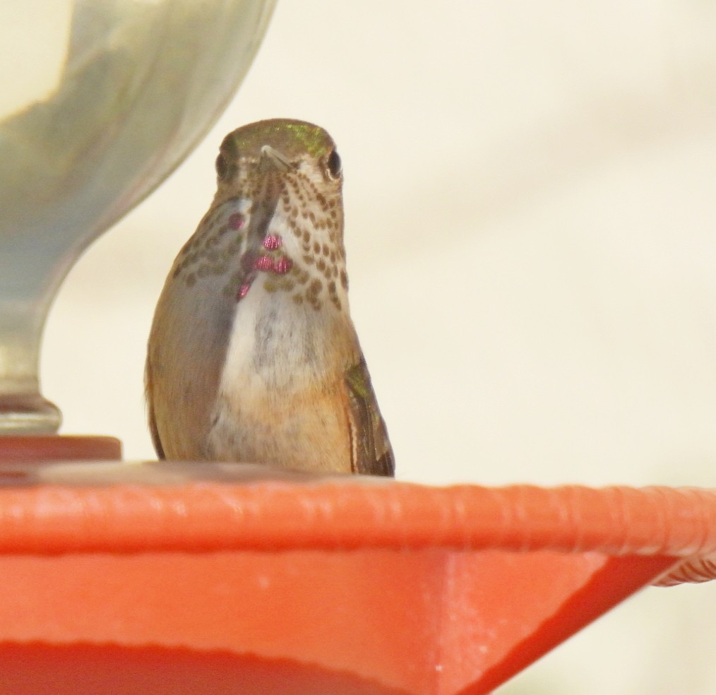 Broad-tailed Hummingbird - ML619655784