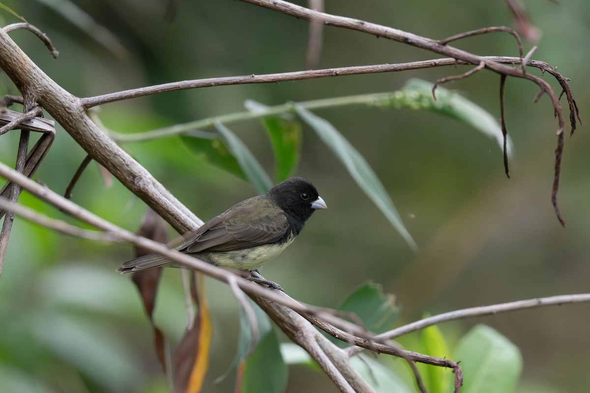 Yellow-bellied Seedeater - ML619655785