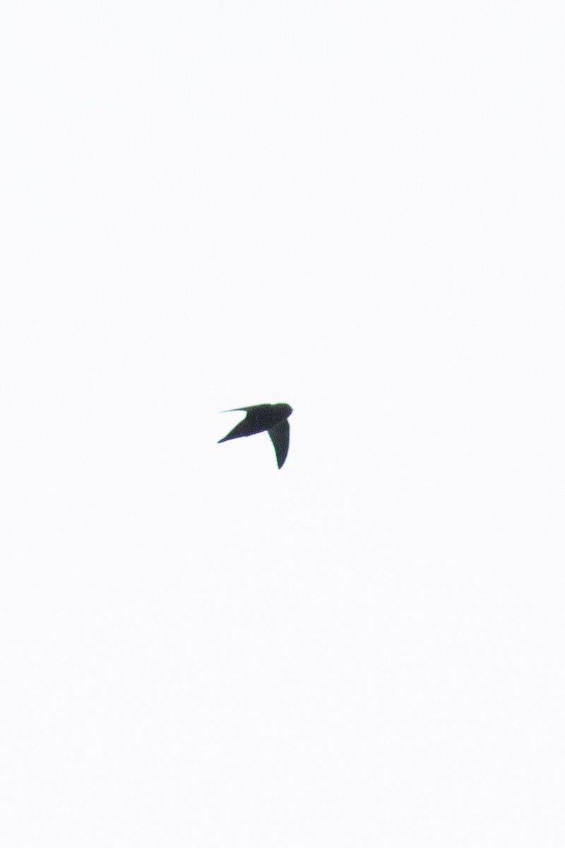 Spot-fronted Swift - ML619655795