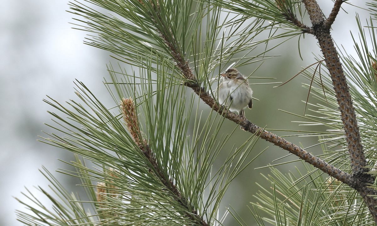 Clay-colored Sparrow - ML619655801