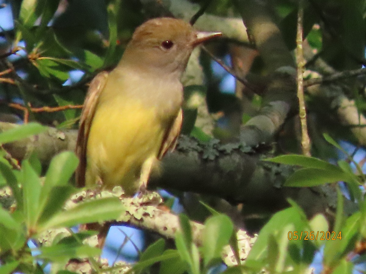 Great Crested Flycatcher - ML619655826