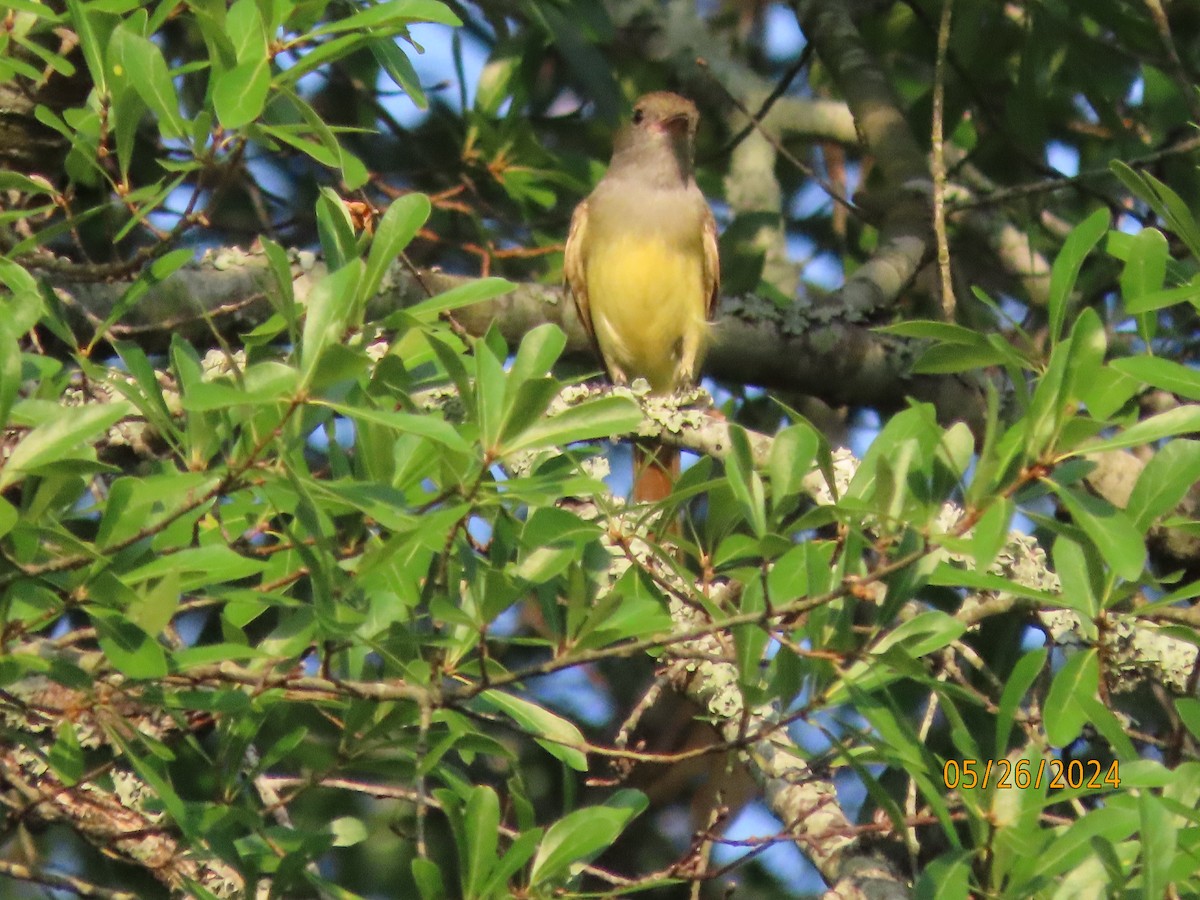 Great Crested Flycatcher - ML619655827