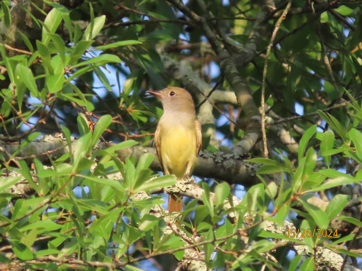 Great Crested Flycatcher - ML619655828