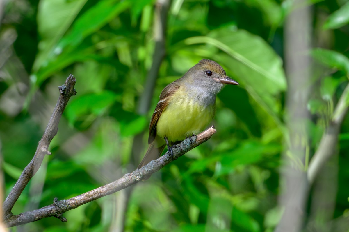Great Crested Flycatcher - ML619655885