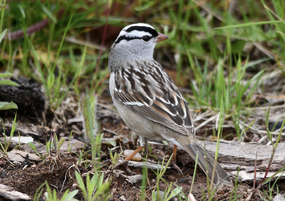 White-crowned Sparrow - ML619655902