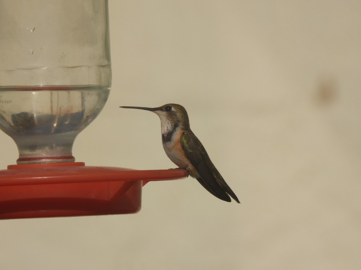 Rufous Hummingbird - ML619655909