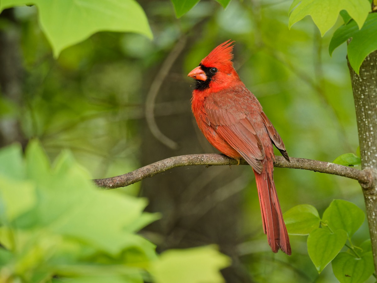 Cardinal rouge - ML619655935