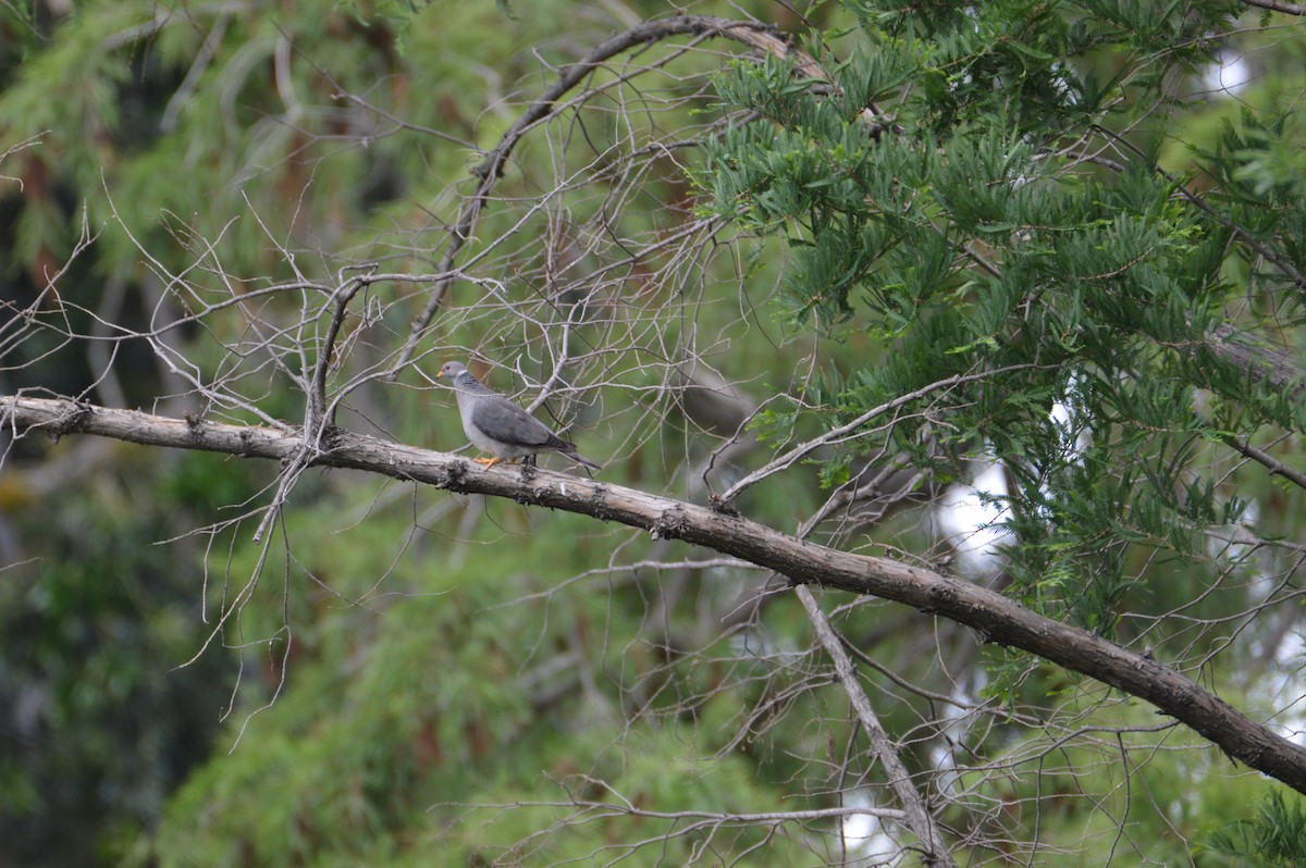 Band-tailed Pigeon - ML619656018