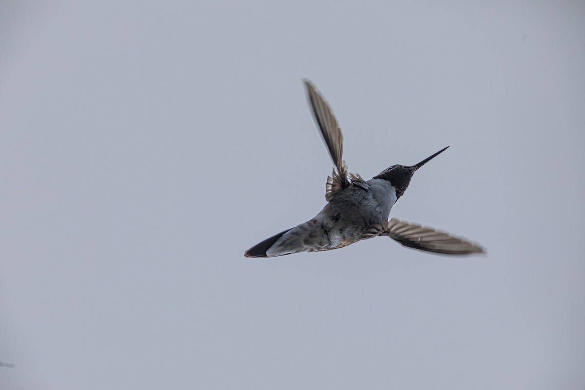 Broad-tailed Hummingbird - ML619656086