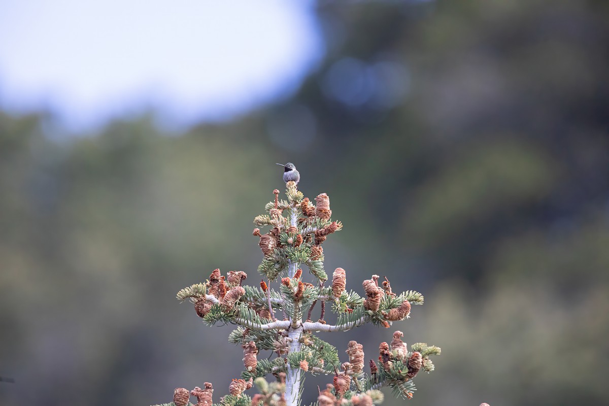 Broad-tailed Hummingbird - ML619656088