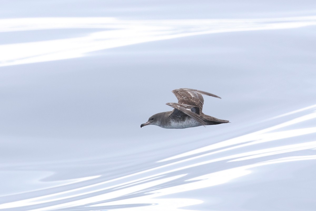 Pink-footed Shearwater - ML619656092