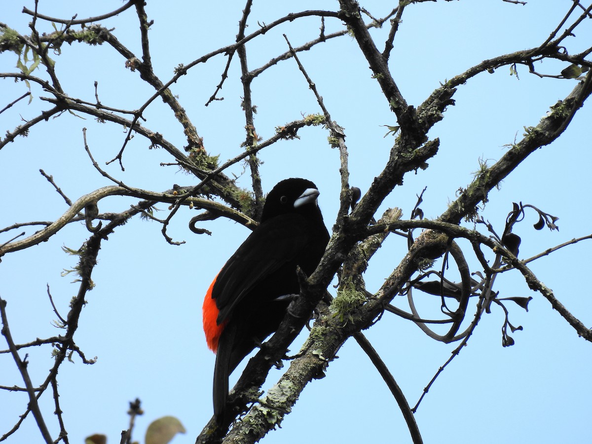 Flame-rumped Tanager - ML619656109