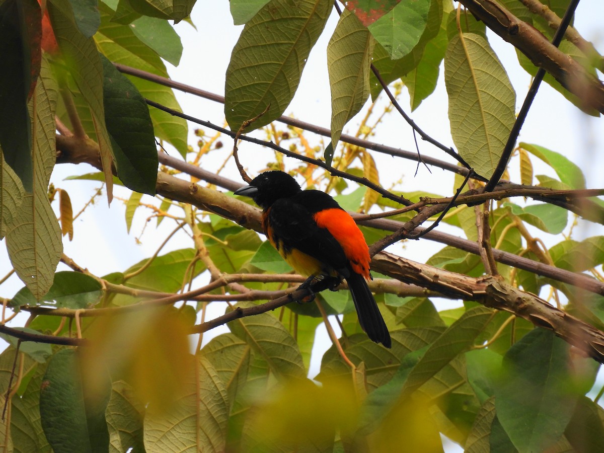 Flame-rumped Tanager - ML619656113