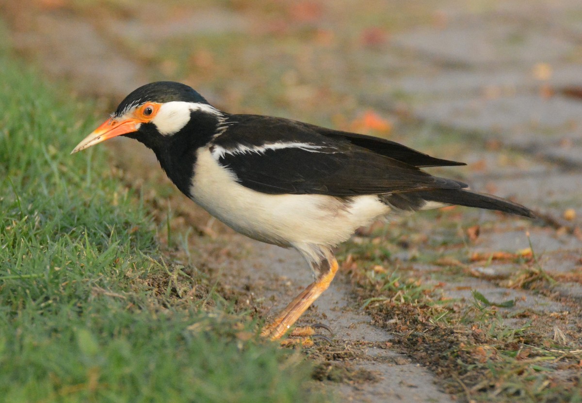 Indian Pied Starling - ML619656137