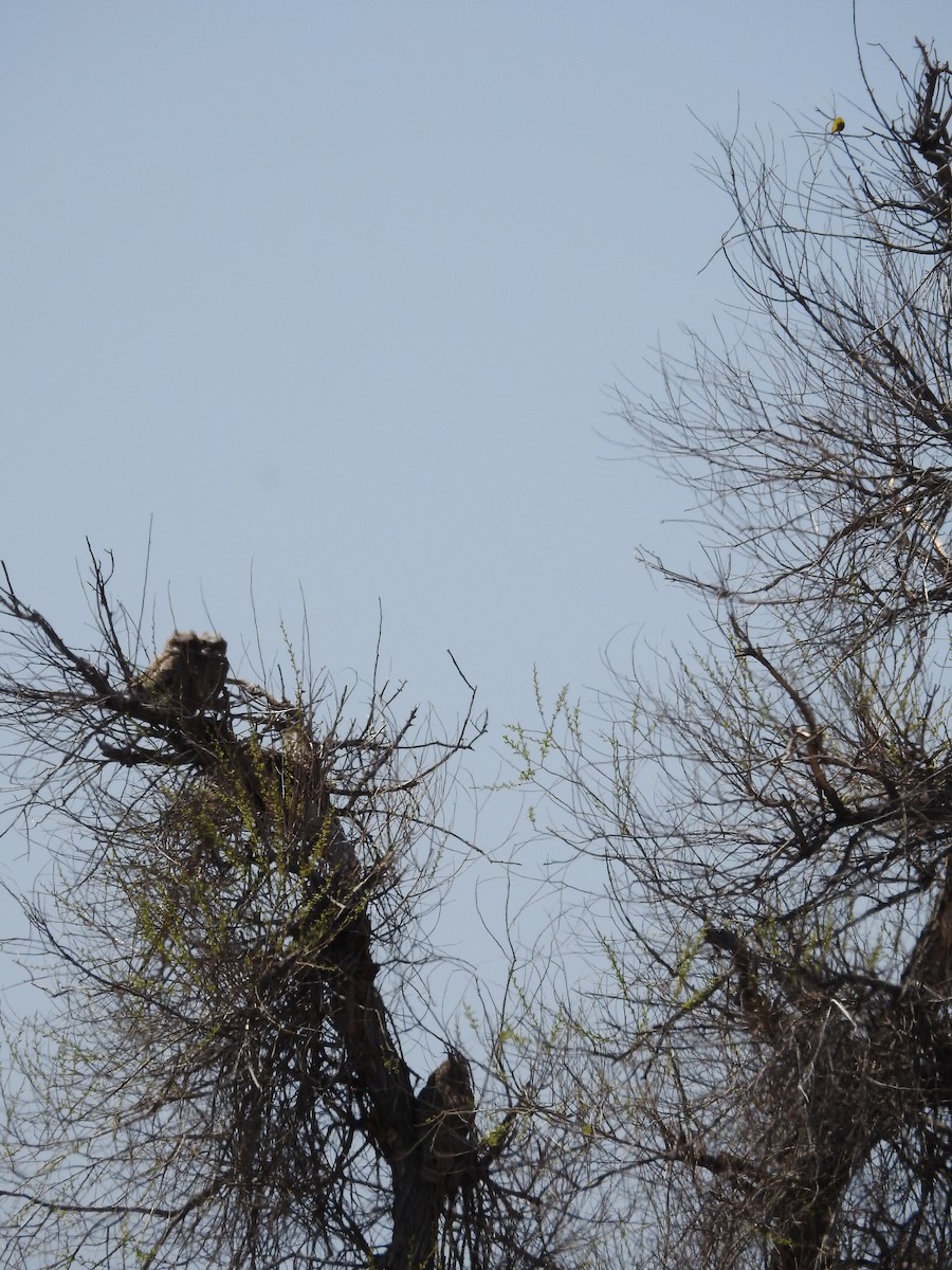 Great Horned Owl - ML619656145