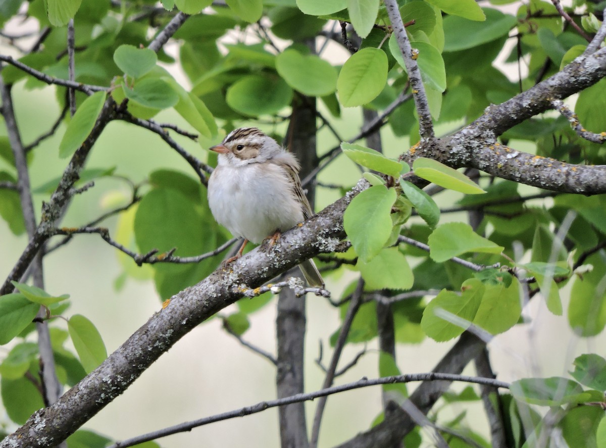 Clay-colored Sparrow - ML619656148