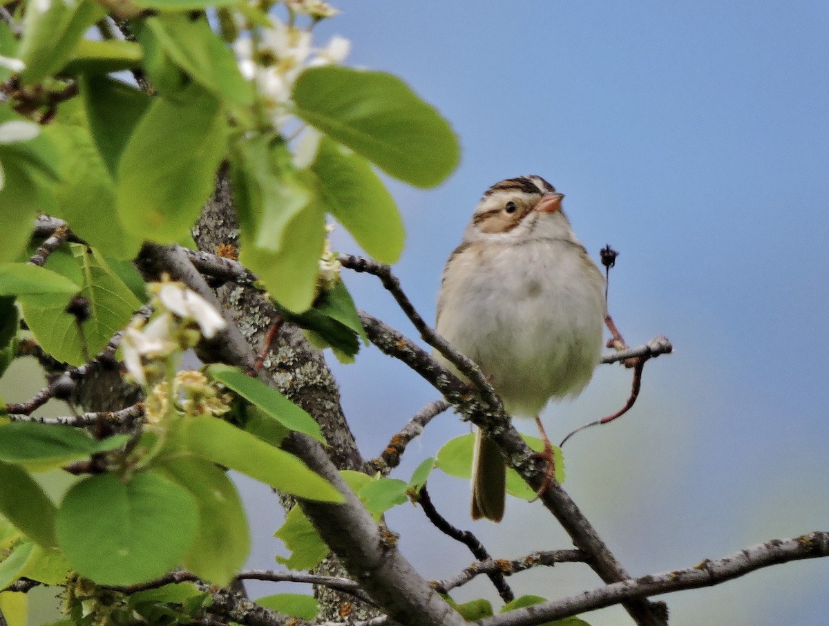 Clay-colored Sparrow - ML619656154