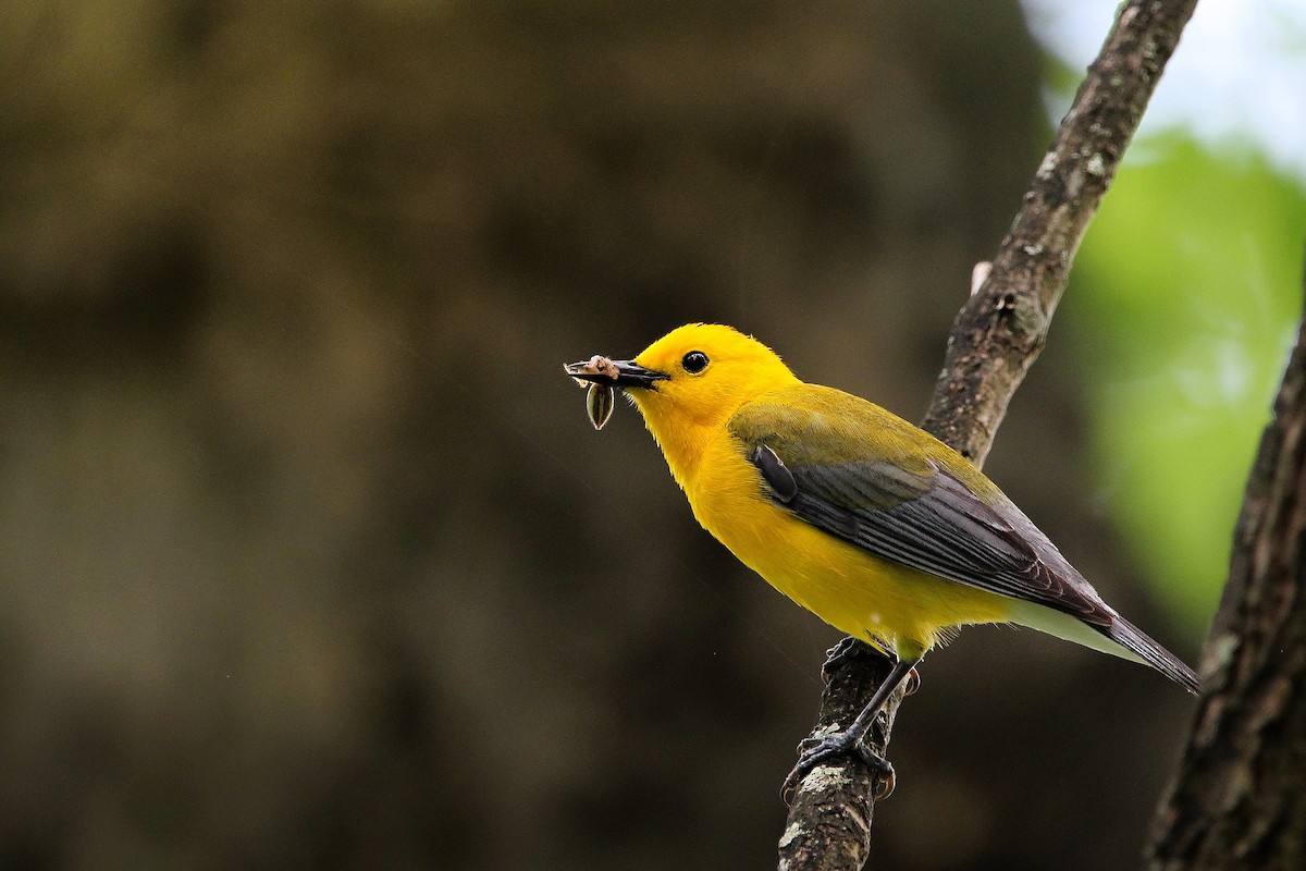 Prothonotary Warbler - ML619656180