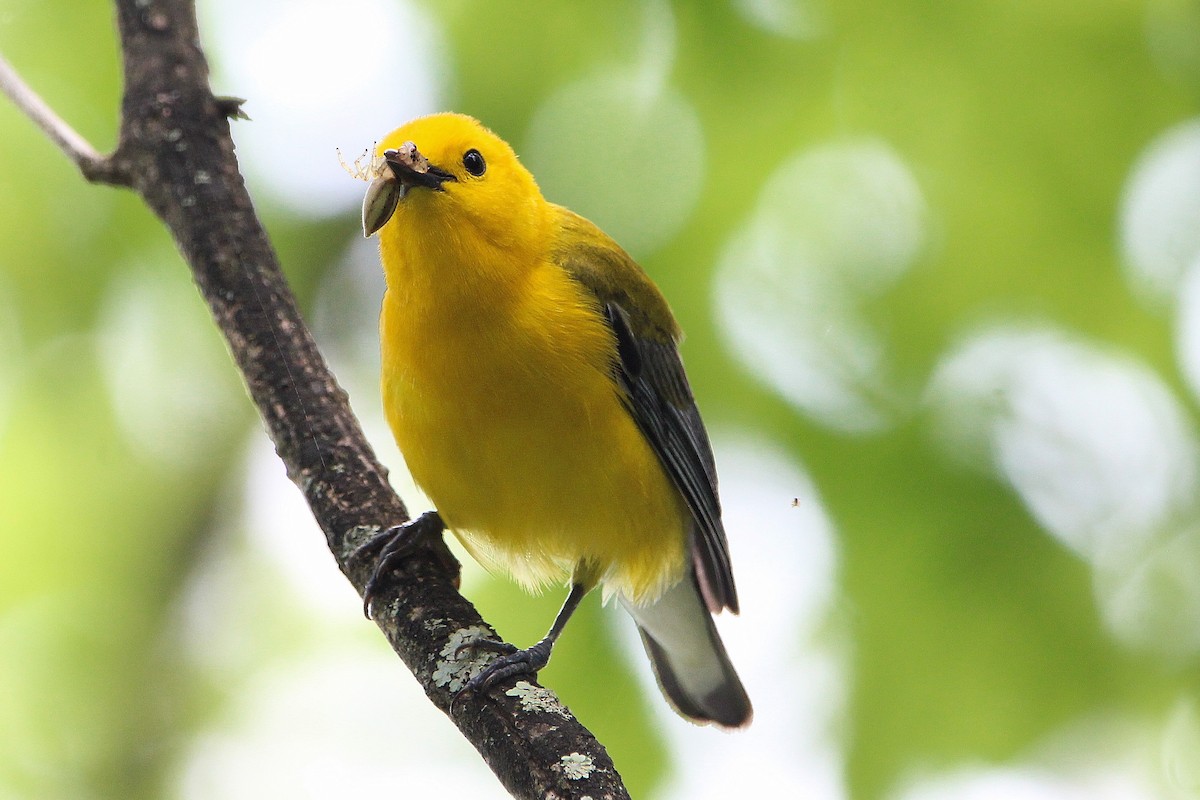 Prothonotary Warbler - ML619656189