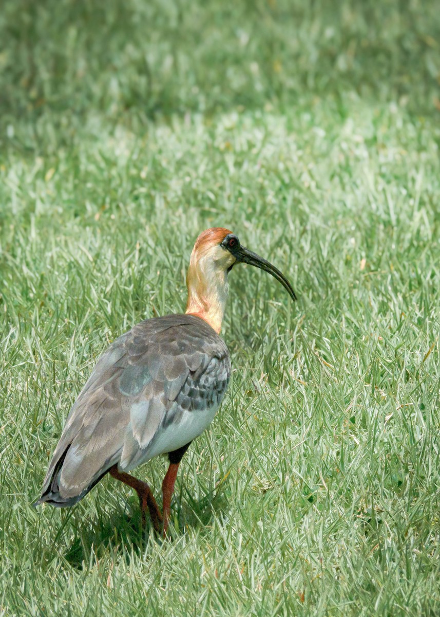 ibis bělokřídlý - ML619656194