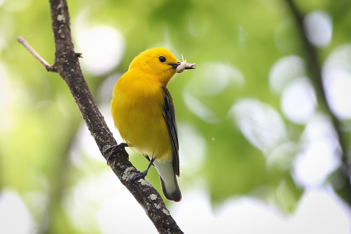 Prothonotary Warbler - ML619656199