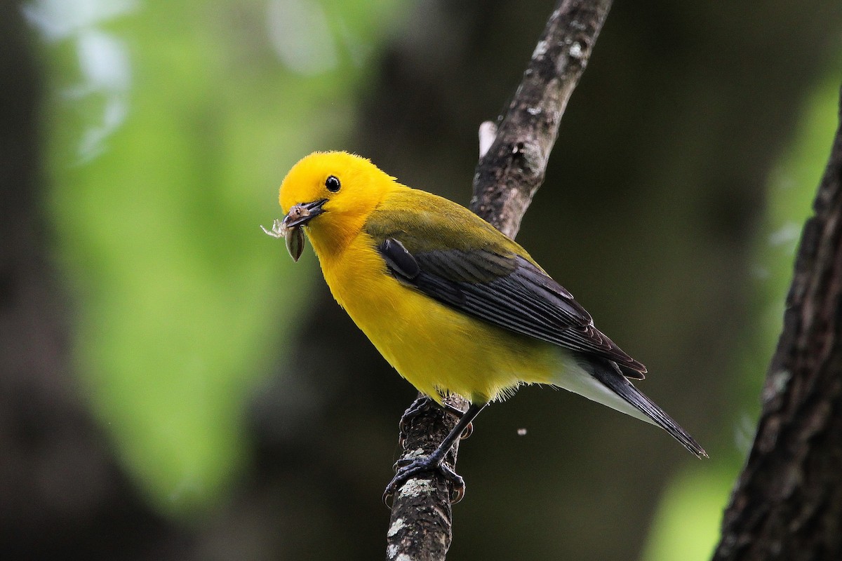 Prothonotary Warbler - ML619656204