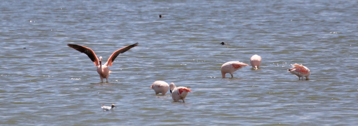Şili Flamingosu - ML619656211