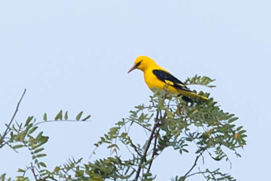 Indian Golden Oriole - ML619656233