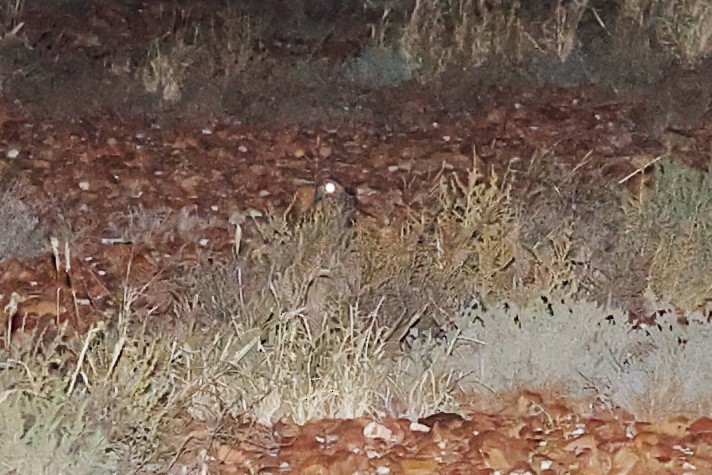 Spotted Nightjar - ML619656315