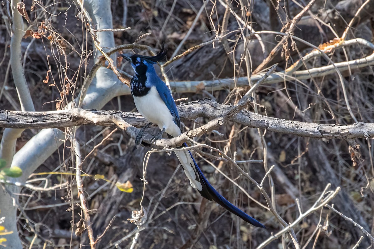 Black-throated Magpie-Jay - ML619656329