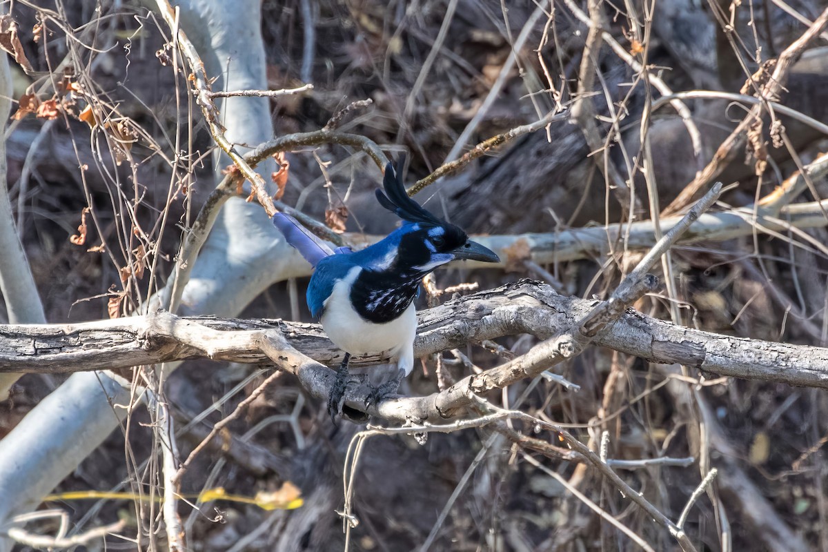 Black-throated Magpie-Jay - ML619656330