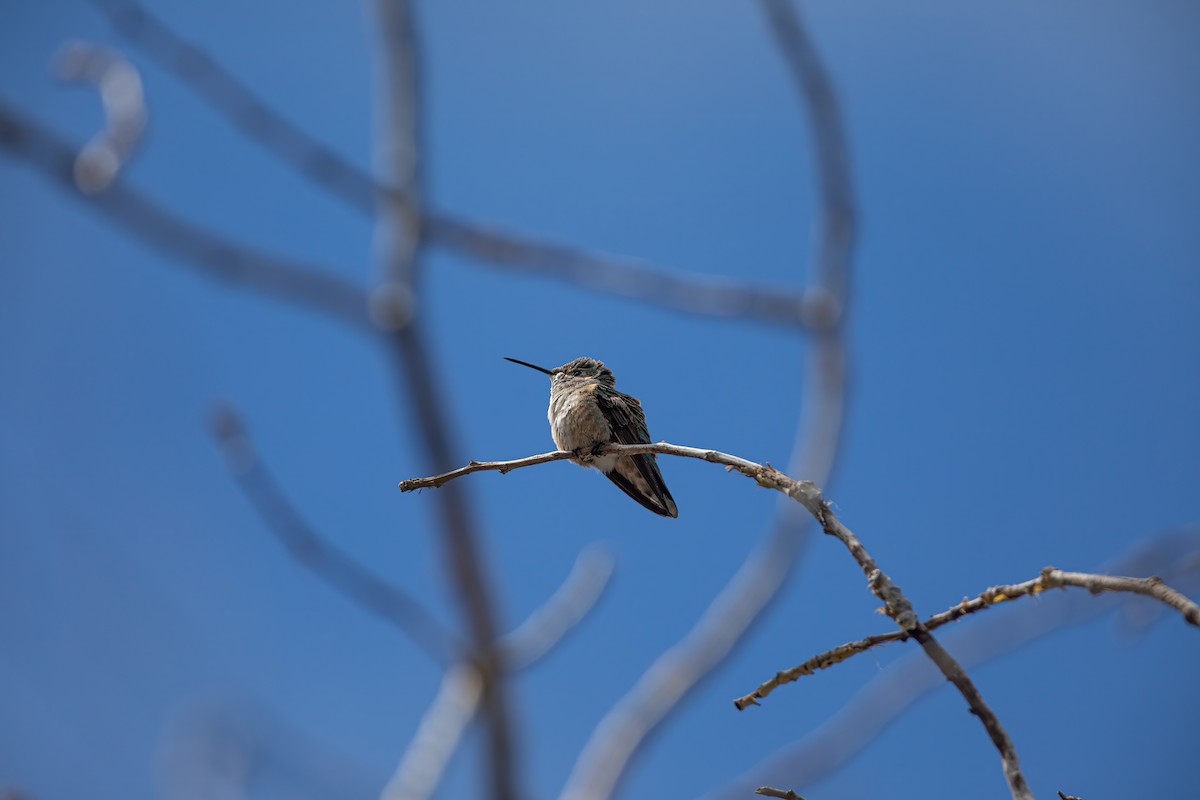 Broad-tailed Hummingbird - ML619656397