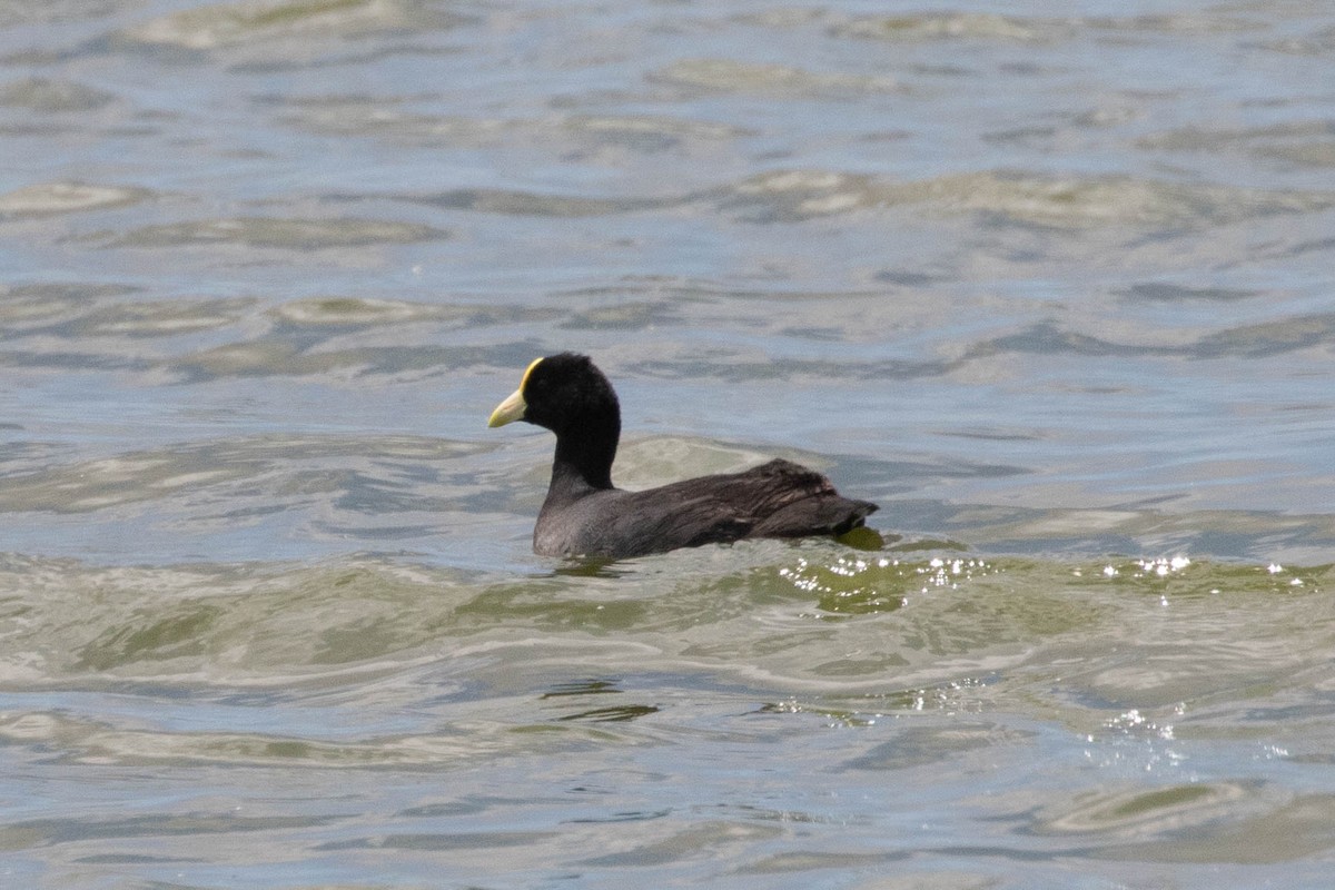 White-winged Coot - ML619656402