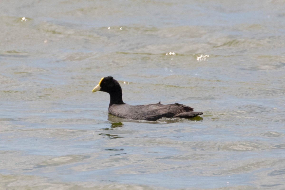 White-winged Coot - ML619656405