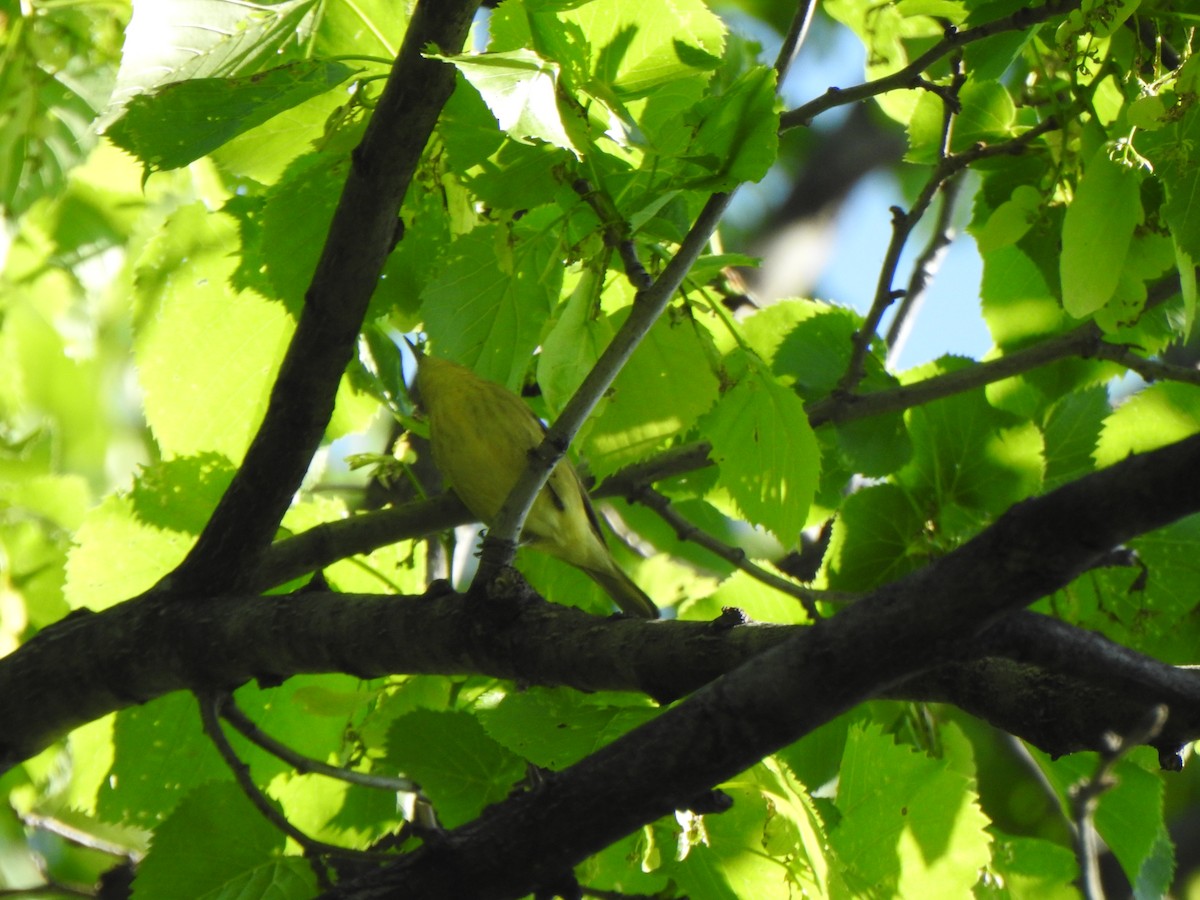 Yellow Warbler (Northern) - ML619656442