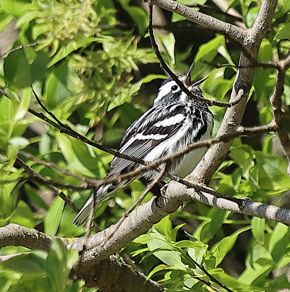 Black-and-white Warbler - ML619656509
