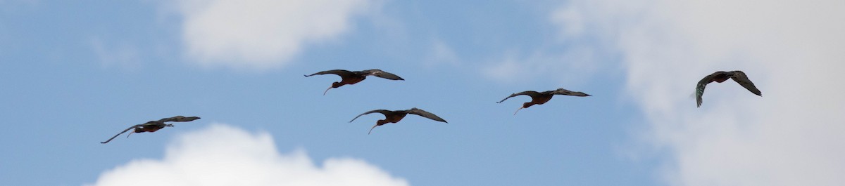 ibis americký - ML619656537