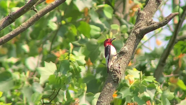 Red-headed Woodpecker - ML619656613