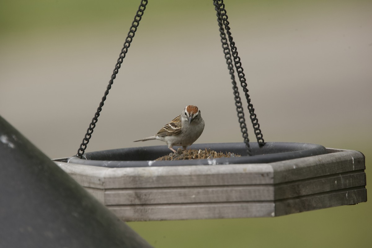 Chipping Sparrow - ML619656617