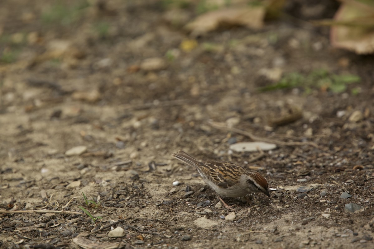Chipping Sparrow - ML619656618