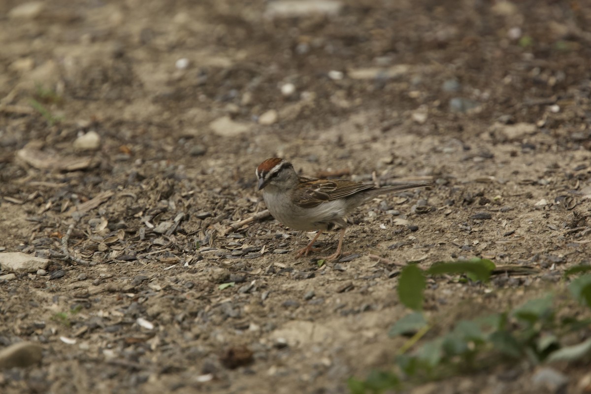 Chipping Sparrow - ML619656619