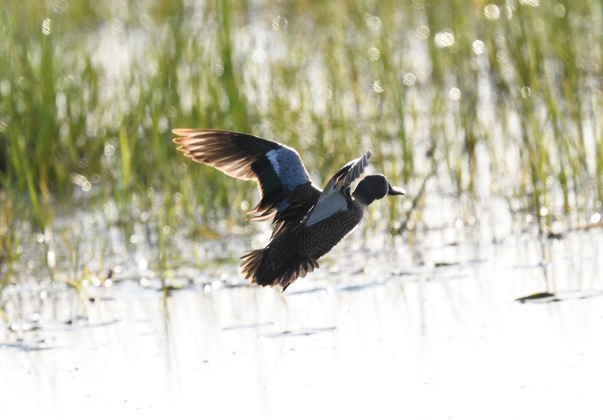 Blue-winged Teal - ML619656639