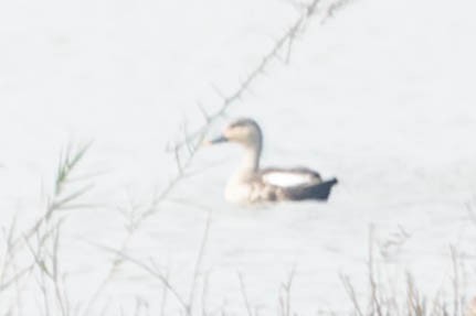 Indian Spot-billed Duck - ML619656682