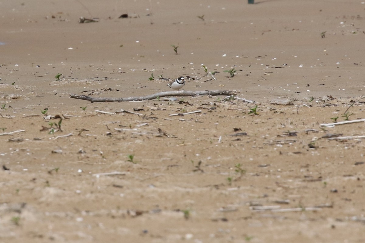 Semipalmated Plover - ML619656744