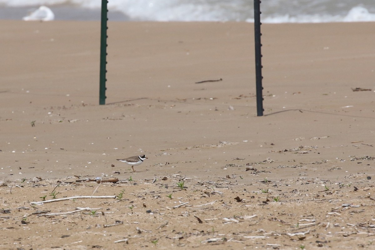 Semipalmated Plover - ML619656745