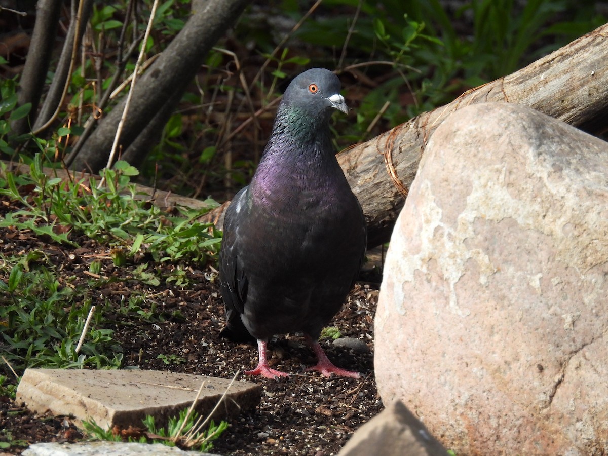 Rock Pigeon (Feral Pigeon) - ML619656794