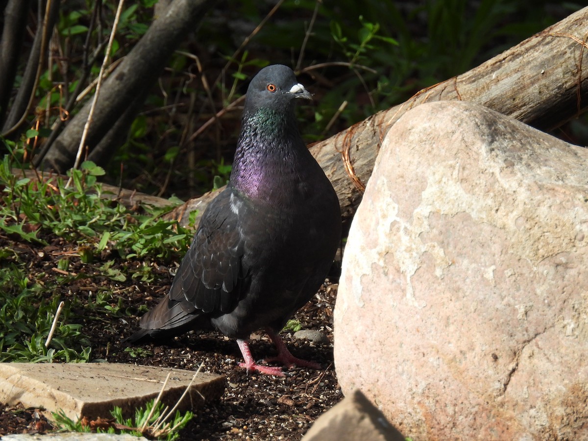 Rock Pigeon (Feral Pigeon) - ML619656795